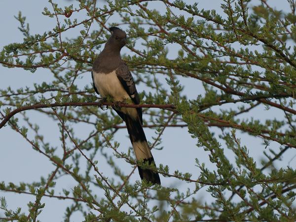 <h3><a href="/trips/tanzania/biota/animalia/chordata/aves/029 musophagiformes/001 musophagidae/corythaixoides leucogaster/corythaixoides leucogaster-nl.html">Corythaixoides&nbsp;leucogaster</a> / White‑bellied&nbsp;go‑away‑bird / Witbuiktoerako</h3>OM-1 Mark II met OLYMPUS M.150-400mm F4.5, 1/2000 sec  bij F4.5, ISO 800, afstand 37.3&nbsp;m